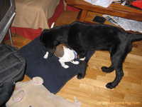 Odin&Aleena 016.jpg 